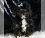 Puppy MAVERICK Poodle (Toy)
