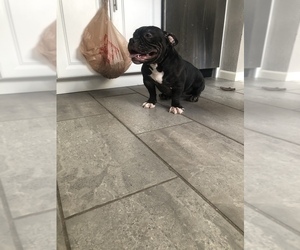 American Bully Puppy for sale in ENGLEWOOD, CO, USA