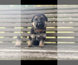 German Shepherd Dog Puppy for sale in FITZGERALD, GA, USA