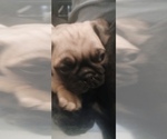 Puppy Carter Pug