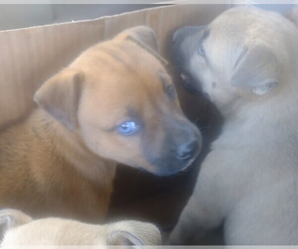 Medium Photo #1 Alusky Puppy For Sale in SPOKANE, WA, USA