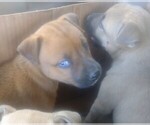 Small Photo #1 Alusky Puppy For Sale in SPOKANE, WA, USA