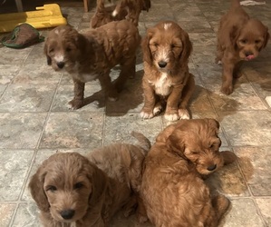 Goldendoodle (Miniature) Litter for sale in PLATTE CITY, MO, USA