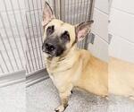 LEONARD - Male Mutt Dog for Adoption - Small photo