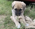 Small Photo #7 Anatolian Shepherd Puppy For Sale in ROBSTOWN, TX, USA