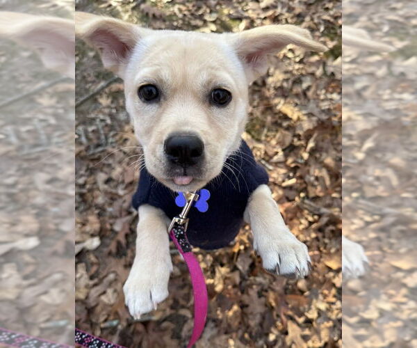 Medium Photo #1 Labrador Retriever Puppy For Sale in Oak Bluffs, MA, USA