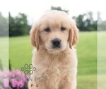 Small #3 Golden Retriever
