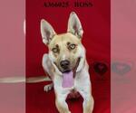 Small #1 American Pit Bull Terrier Mix