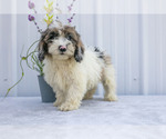 Puppy Vega Poodle (Miniature)