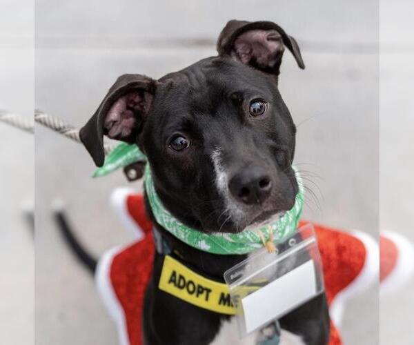 Medium Photo #1 Mutt Puppy For Sale in San Diego, CA, USA