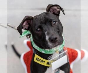 Mutt Dogs for adoption in San Diego, CA, USA