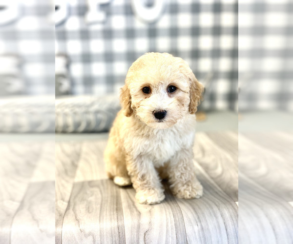 Medium Photo #3 Poodle (Miniature) Puppy For Sale in MARIETTA, GA, USA