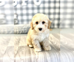 Small Photo #3 Poodle (Miniature) Puppy For Sale in MARIETTA, GA, USA