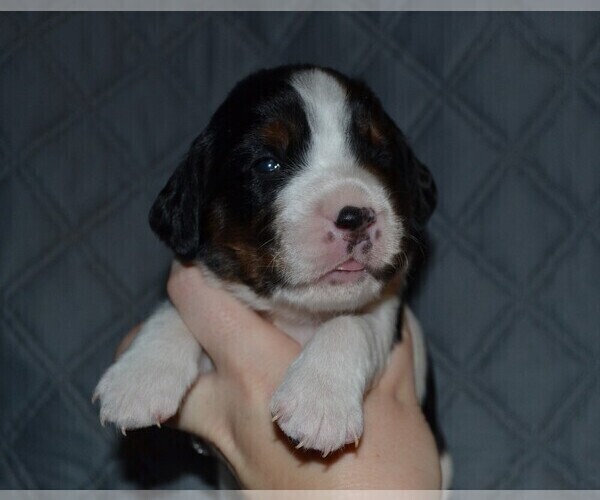 Medium Photo #7 English Springer Spaniel Puppy For Sale in LITCHFIELD, MN, USA