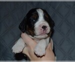 Small #6 English Springer Spaniel