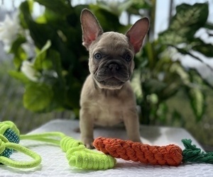 French Bulldog Puppy for sale in PRINCE GEORGE, VA, USA