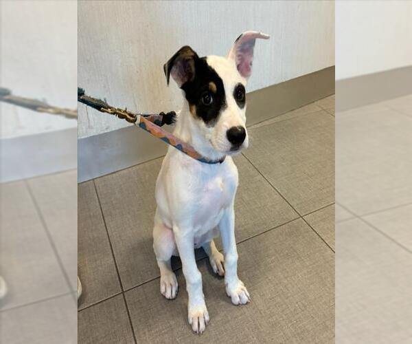 Medium Photo #1 Mutt Puppy For Sale in Rancho Cucamonga, CA, USA