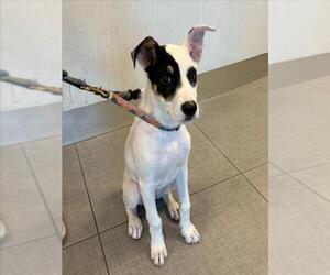 Mutt Dogs for adoption in Rancho Cucamonga, CA, USA