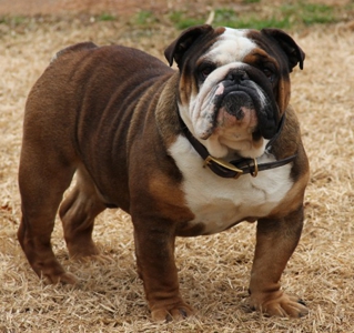 Medium Photo #1 Bulldog Puppy For Sale in AURORA, CO, USA