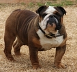 Small Photo #1 Bulldog Puppy For Sale in AURORA, CO, USA
