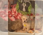 Small Photo #10 Maltipoo (Miniature) Puppy For Sale in SAN ANTONIO, TX, USA