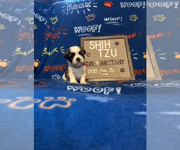 Medium Photo #3 Shih Tzu Puppy For Sale in NEW YORK MILLS, MN, USA