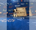 Small #2 Shih Tzu