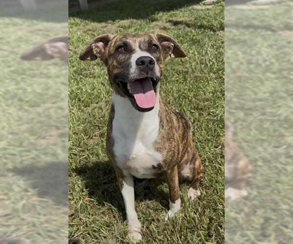 Medium Photo #2 Mutt Puppy For Sale in Rosenberg, TX, USA