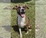 Small #1 Mutt