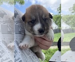 Small #25 Ausky-Great Pyrenees Mix