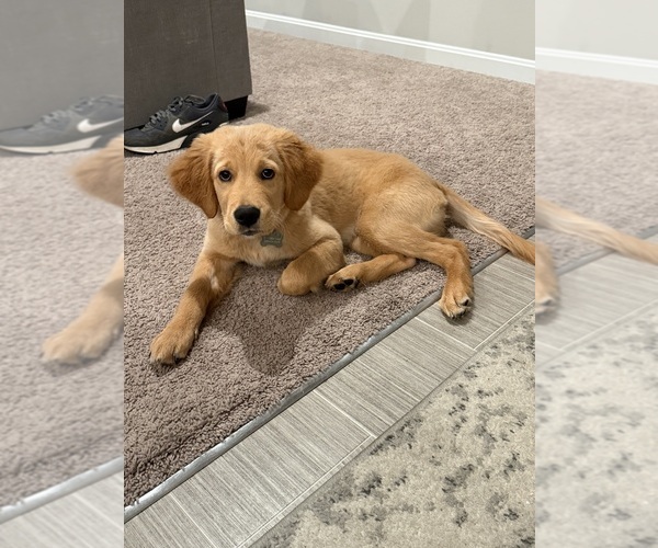 Medium Photo #5 Golden Retriever Puppy For Sale in WALTON, KY, USA