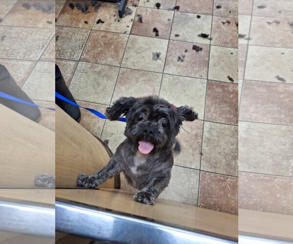 Medium Photo #3 Shih-Poo Puppy For Sale in McDonough, GA, USA
