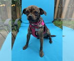 Small #1 Chihuahua Mix