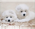 Image preview for Ad Listing. Nickname: SamoyedPuppies
