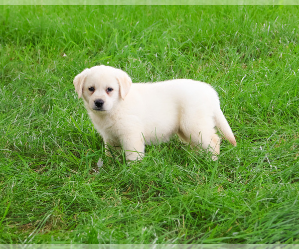 Medium Photo #2 Labrador Retriever Puppy For Sale in SYRACUSE, IN, USA
