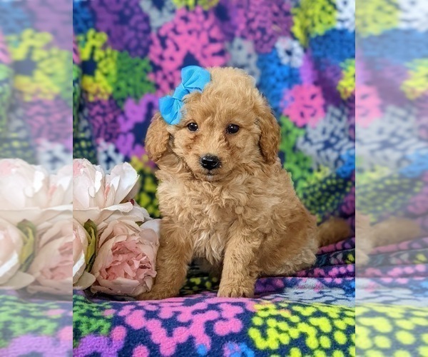 Medium Photo #1 Goldendoodle (Miniature) Puppy For Sale in RISING SUN, MD, USA