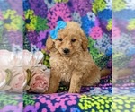 Small Photo #1 Goldendoodle (Miniature) Puppy For Sale in RISING SUN, MD, USA