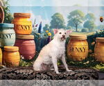 Small Poodle (Miniature) Mix