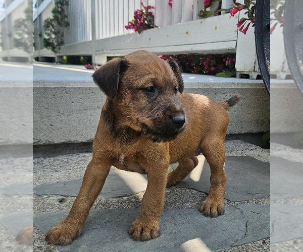 Medium Photo #10 Irish Terrier Puppy For Sale in WATERLOO, NY, USA