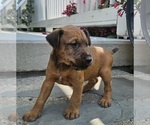 Small Photo #10 Irish Terrier Puppy For Sale in WATERLOO, NY, USA