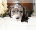 Small Photo #17 Aussiedoodle Miniature  Puppy For Sale in STAFFORD, VA, USA