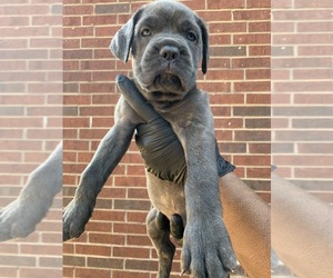 Cane Corso Puppy for Sale in ALLEN, Texas USA