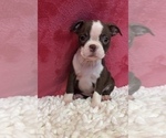 Small #1 Boston Terrier