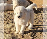Image preview for Ad Listing. Nickname: Female 8 Week