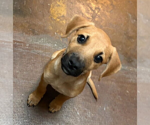 Medium Photo #3 American Pit Bull Terrier-Labrador Retriever Mix Puppy For Sale in Chester, VA, USA