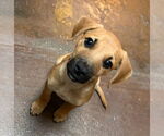 Small #2 American Pit Bull Terrier-Labrador Retriever Mix