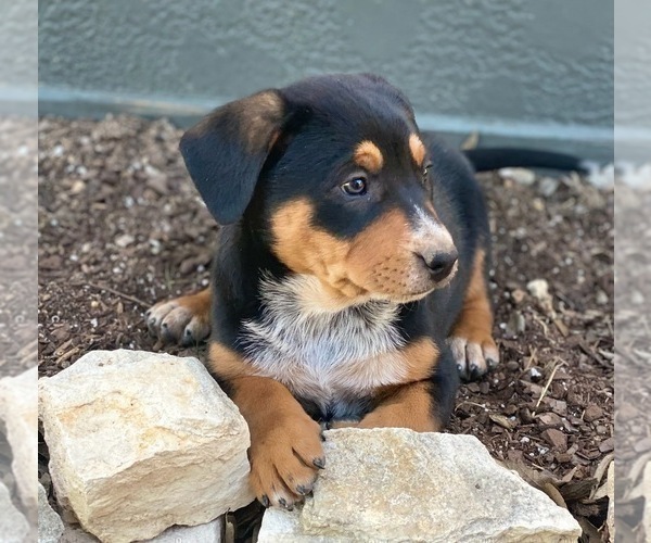 Medium Photo #2 Australian Cattle Dog-Black Mouth Cur Mix Puppy For Sale in WACO, TX, USA