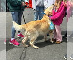 Small #2 German Shepherd Dog