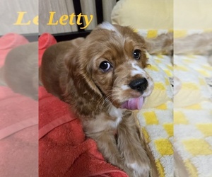 Colonial Cocker Spaniel Puppy for sale in HOLYOKE, MA, USA