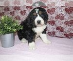 Small Photo #3 Bernedoodle Puppy For Sale in SUGARCREEK, OH, USA